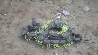 عاقبت ماری که جوجه تیغی را بلعید ...!!!