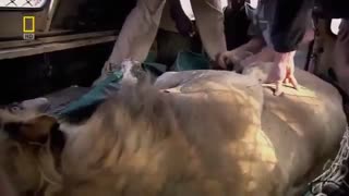 مستند حیات وحش افریقا شامل شیرها و حیوانات وحشی افریقا بسیار دیدنی  و کیفیت   HD