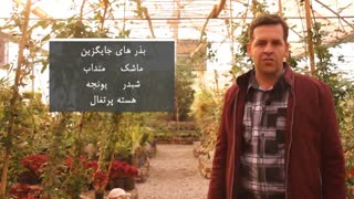{اقتصاد مقاومتی} بذرهای جایگزین گندم برای سبزه عید96
