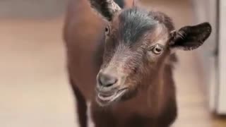 فک کن این تو خونتون باشه