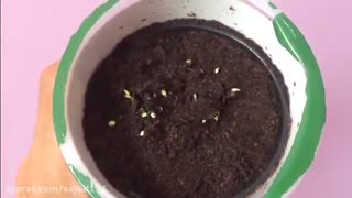 آموزش کاشت ریحان در گلدان