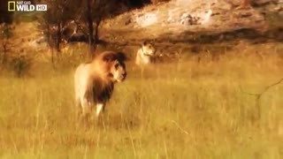 فیلم کامل مستند حیات وحش افریقا شامل شیر و حیوانات وحشی  HD (ویدئی دیدنی انواع حیوات وحشی افریقا )