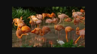 تصاویر زیبا از طبیعت با موسیقی