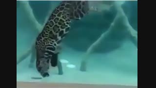 بچه ها اینم پلنگ دریایی