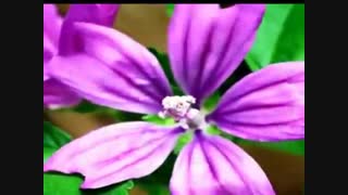 ز دودیده خون فشانم: شعر از فخرالدین عراقی صدا علی محمدی