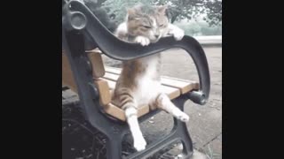 گربه شکست عشقی خورده بیچاره