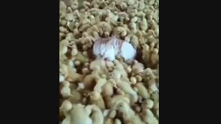 خوشبخت ترین گربه خخخخخ