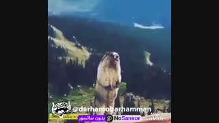 فک کنم شکست عشقی خورده  بنده خداااااااااا