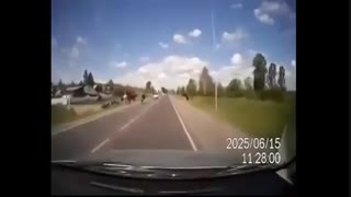 تصادف ماشین با حیوان