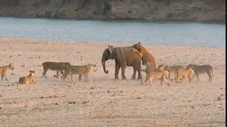 مستندی از عجایب دنیای وحش و خنده دار که 14 شیر زورشان به یک فیل نمی رسد