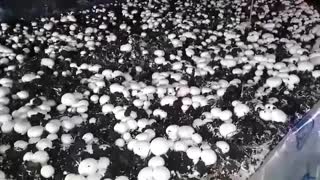 پرورش قارچ با هزینه کم