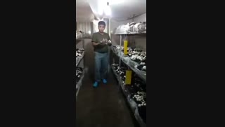 سالن پرورش قارچ زیبا