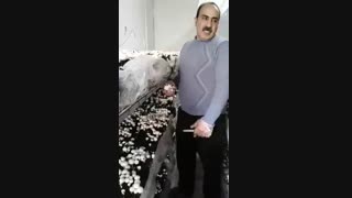 چگونه سالن پرورش قارچ راه اندازی کنیم
