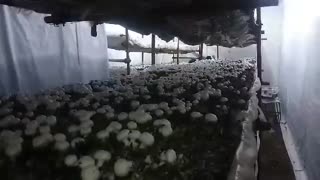 پرورش قارچ با درآمد مکفی