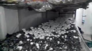 راه اندازی سالن قارچ در کل کشور