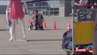 داستان سگ مهماندار