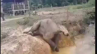 نمی تونم بیام بیرون! (کمک فیل مادر به بچه فیل)