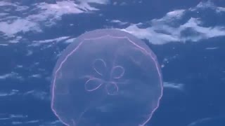 2ساعت فیلم مستند دنیای زیباییهای ماهیان اکواریومی اقیانوسها با موسیقی ارام بخش HD