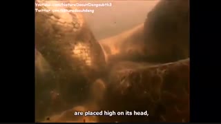 مستند مارهای آناکوندا با زیرنویس انگلیسی