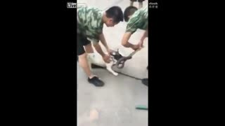 سگ حاضر به رها کردن مار نیست!!