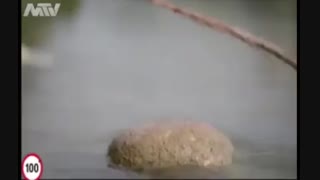 خالق هیچ مخلوقی  را فراموش نمیکند