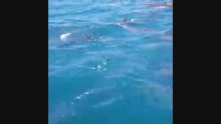 دلفین ها در جزیره هنگام