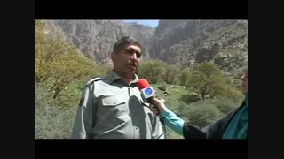 پلنگ زاگرس در خطر انقراض