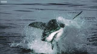 تصاویر بی نظیری از لحظه شکار شیردریایی توسط کوسه