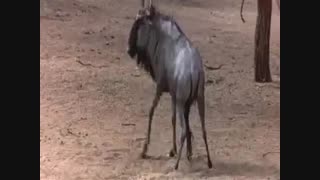 واکنش حیوانات بعد از خوردن میوه ی حاو ی الکل!