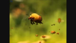 زنبور خواب آلود تنبل
