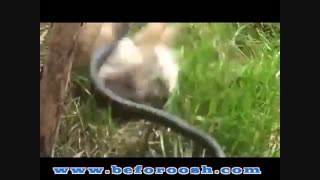 حمله خرگوش به مار برای نجات بچه خرگوش - پربیننده ترین