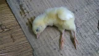 لحظات پایانی عمر و جان دادن جوجه ای نازنین (ناراحت کننده) کلیپ رحمان