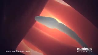 کلیپی بی نظیر و خارق العاده مراحل لقاح