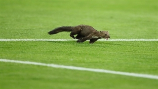 سمور خوش یمن!