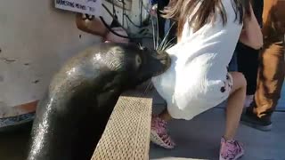 لحظه کشیدن دختر بچه درون آب توسط شیردریایی