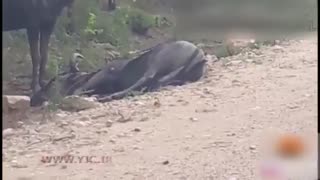 حس همدردی میان حیوانات