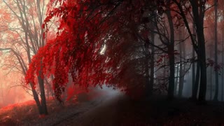 Beautiful Piano Music ... Time To Let Go|نوازش روح .. آرام بخش