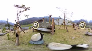 کلیپ 360 درجه از پاندای بازیگوش در حیاط وحش