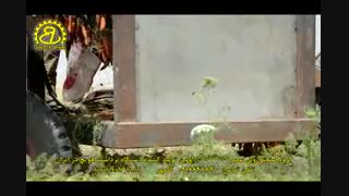 دستگاه برداشت هویج