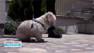 چند راهکار برای مقابله با سگ‌های پرخاشگر