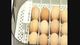 دستگاه جوجه کشی خانگی ارزان