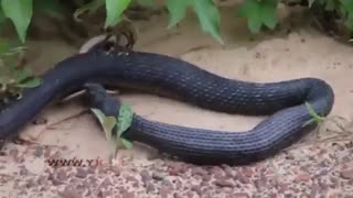 حرکت نادر یک مار بعد از همنوع خواری