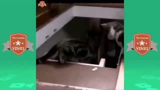 گربه های خنده دار