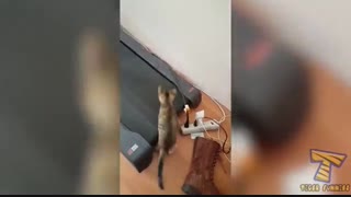 خنده دار ترین ویدیو هایی که از گربه ها ضبط شده ! 2017