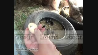 ویدیو زیبا از نگهداری بوقلمون و جوجه هایش