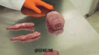 خلق موجود زنده توسط انسان