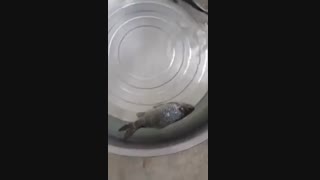 زنده شدن ماهی منجمد شده با نیتروژن !