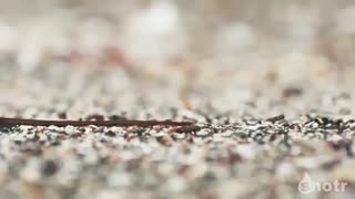 ویدئو مستند کوتاه اما بسیار جذاب  مبارزه مار ها با تمساح (مستند حیوانات)