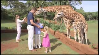 در کنار زرافه ها صبحانه میل کنید !