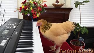 مرغ ها هم جذاب  می شوند با پیانو  ( ویدئو - حیوانات )